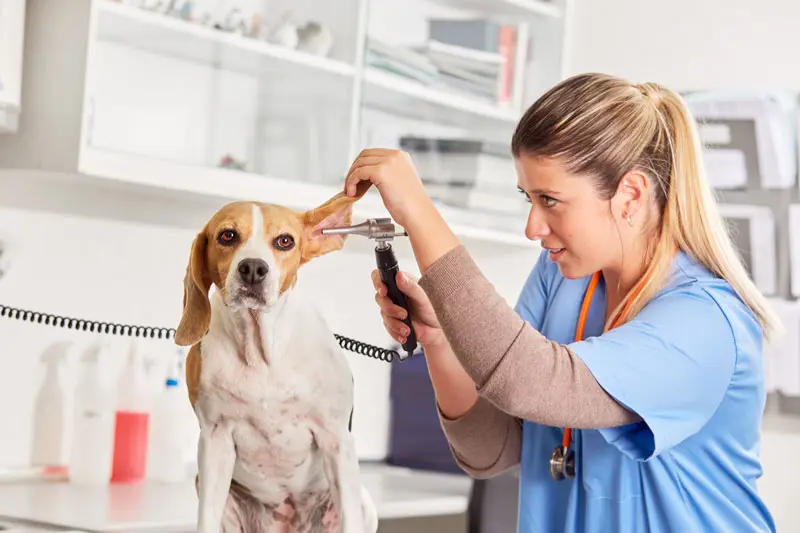 traitement_otite_chien.jpg
