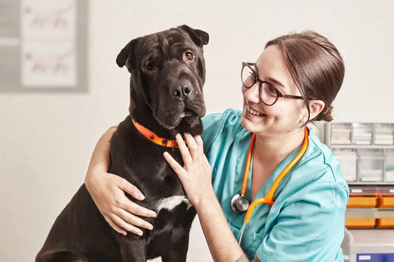 cães-braquicefálicos.jpg
