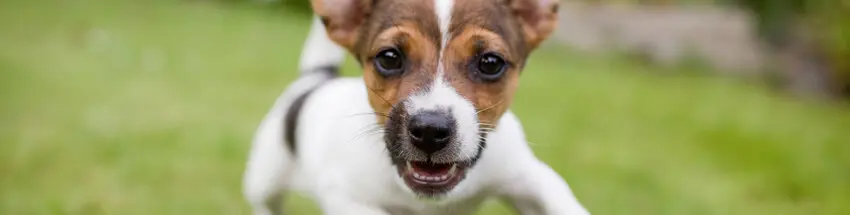 coronavirus_canino.jpg